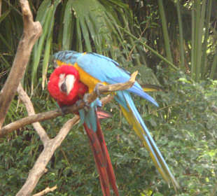 Kuschelige Papegeien