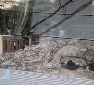 Tierpark Hellabrunn - Afrika