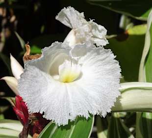 Rundgang durch den Botanischen Garten der Domaine