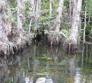 Cyprress National Preserve