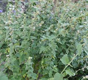 Der Karlsgarten hinter dem westlichen Rathausturm