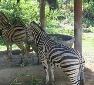 В зоопарке Бали