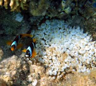 Schnorcheln Marsa Alam