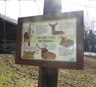 Alpenwildpark Pfänder - Rotwild, Hinweistafel