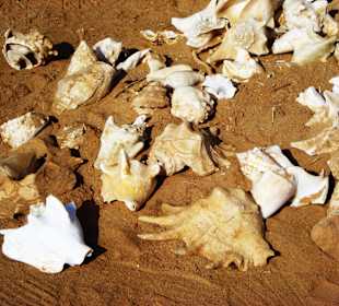 Essen vom Alten Mann