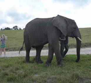 Knynsa Elephant Park