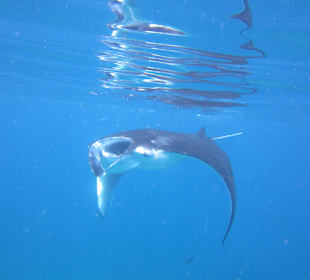 Manta beim Schnorchelausflug