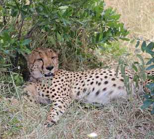 Gepard