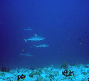 Tauchen am Happy Corner