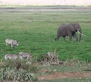 Amboseli Nationalpark