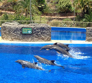 Delphinshow im Palmitos Park! 