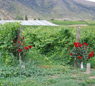 Виноградники Новой Зеландии.