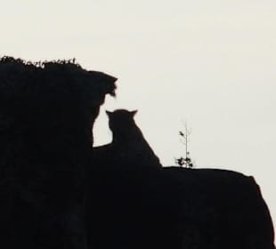 Morgens um 7 im Yala Park - Geführte Touren Astrid Tours Sri