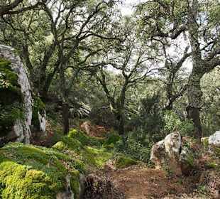 Naturpark Los Alcornocales, der Korkeichenwald