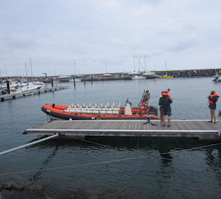 Whale Watching Boot von Picos de Aventura
