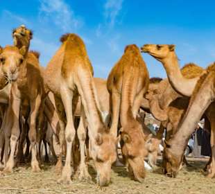 Kamelmarkt Al Shalateen-Marsa Alam Ausflüge 