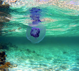 Schnorcheln Marsa Alam