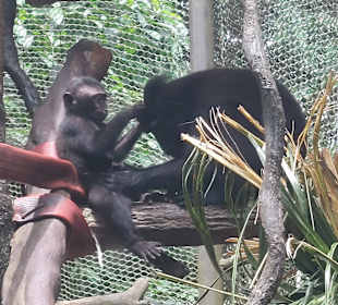 Singapur Zoo