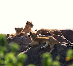 Dunia - Löwen in Kopjes bei Pirschfahrt