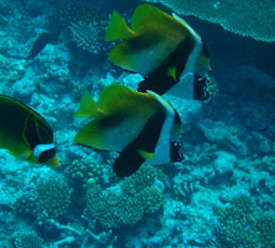 Am Riff des Hotel Madoogali