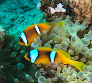 Schnorcheln Abu Dabab