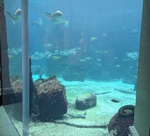 Atlantis Aquarium