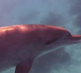 Einmalie Erlebnisse mit Mo´s Delfinen