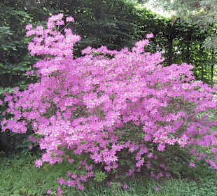 Rhododendren und Azaleen in voller Blüte