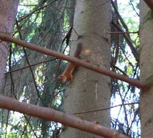 Попрыгунья