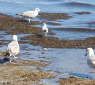 Am Sandstrand von Sopot an der Ostsee