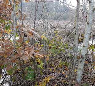 Feuchtgebiet Hervester Bruch