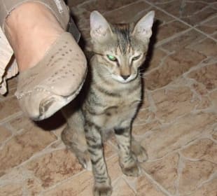 Hotelkatzen