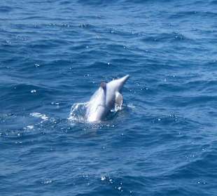 Ein springender Delfin, sieht man selten
