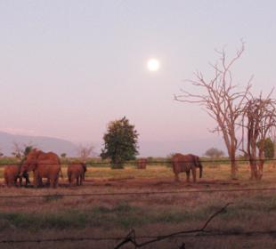 Elefanten im Mondschein