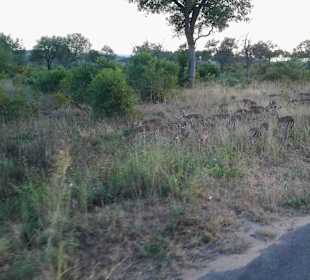 Krüger Nationalpark