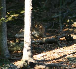 Wolf im Park - man muss schon suchen