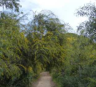 Vorbei an Mimose-Bäumen im Naturpark Ria Formosa