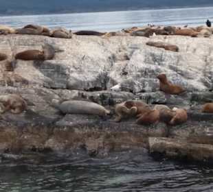 Bootsfahrt Beaglekanal