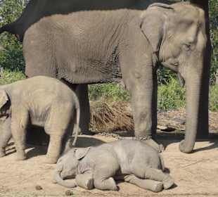 Elefantenaufzuchtstation 