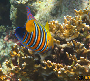 Schnorcheln Marsa Alam