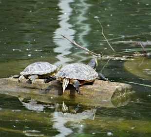 Rundgang im Tierpark