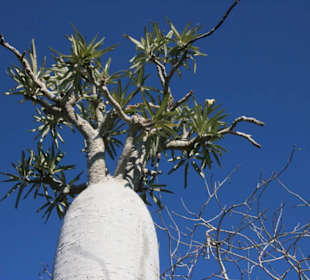 Finde die letzte Blüte