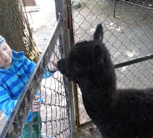 El Negro, das Alpaka Baby. am 3.3. 2013 geboren