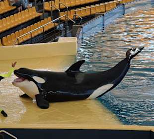 Orca - Show in Loro Parque