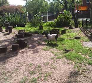 Stare ZOO
