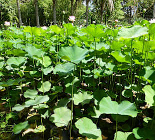 Botanischer Garten "Pamplemousses"