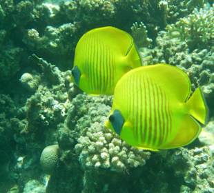 Fischer unter Wasser