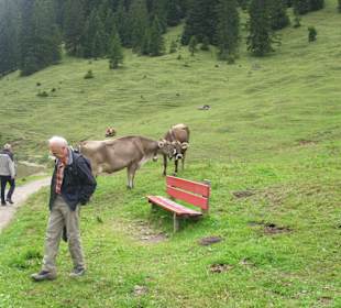 Direkter Kontakt mit den Kühen am See