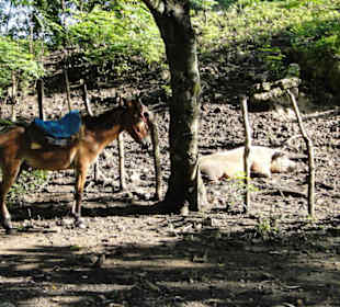 Dschungel Trekking Tour