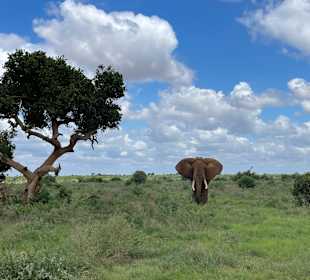 Elefanten im Tsavo East National Park